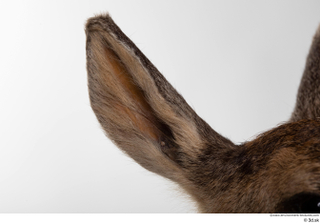 Deer doe ear 0001.jpg